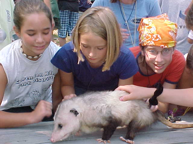 possum at camp